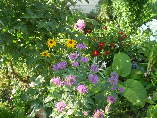 monarda